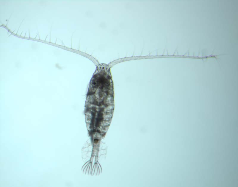 Calanoid copepod (Diaptomus spp.), a crustacean zooplankton.