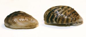 Quagga and Zebra mussels