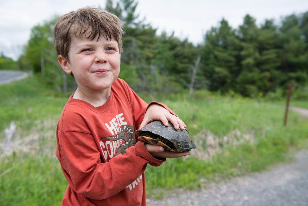 Helping a Blandings Turtle cross the road Meg Wallace Photography