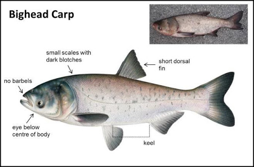 Bighead Carp – Asian Carp Canada