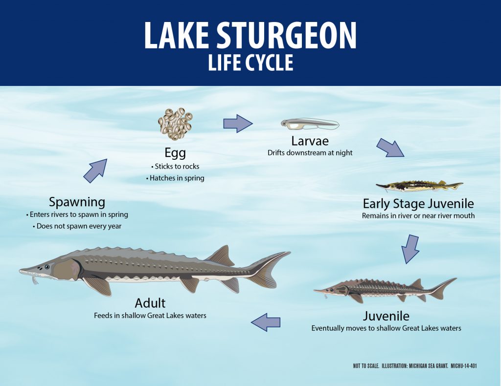 giant-lake-sturgeon