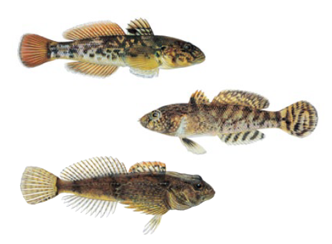 https://stateofthebay.ca/wp-content/uploads/2020/10/know-your-gobies.png