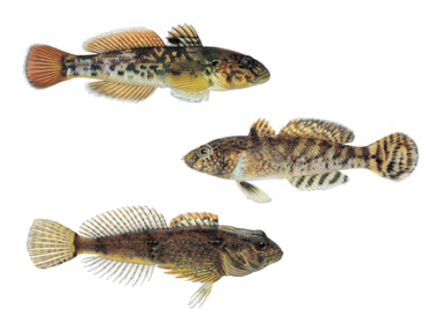 Fishing for facts: how is the Round Goby so successful? - State of the Bay