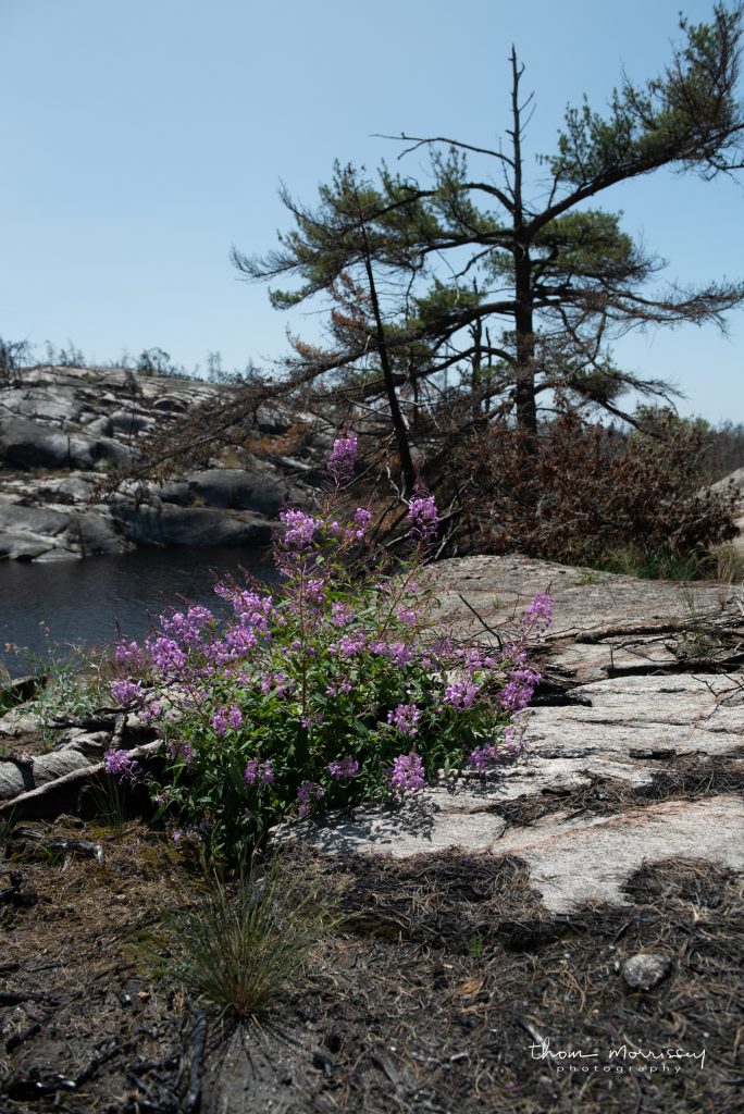 Fireweed thrives in areas that have been burned by forest fires.