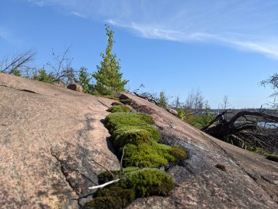 At-risk turtle species nest in lichen- and moss-covered soil deposits in depressions on Canadian Shield rock in the Biosphere.