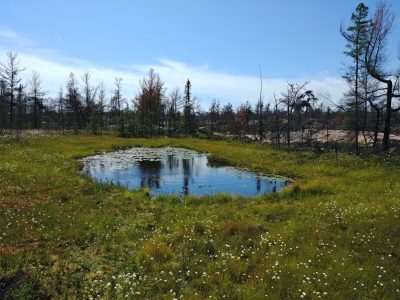 Spatially complex wetlands, with patches of floating peat and open water, are less likely to severely burn during wildfires.