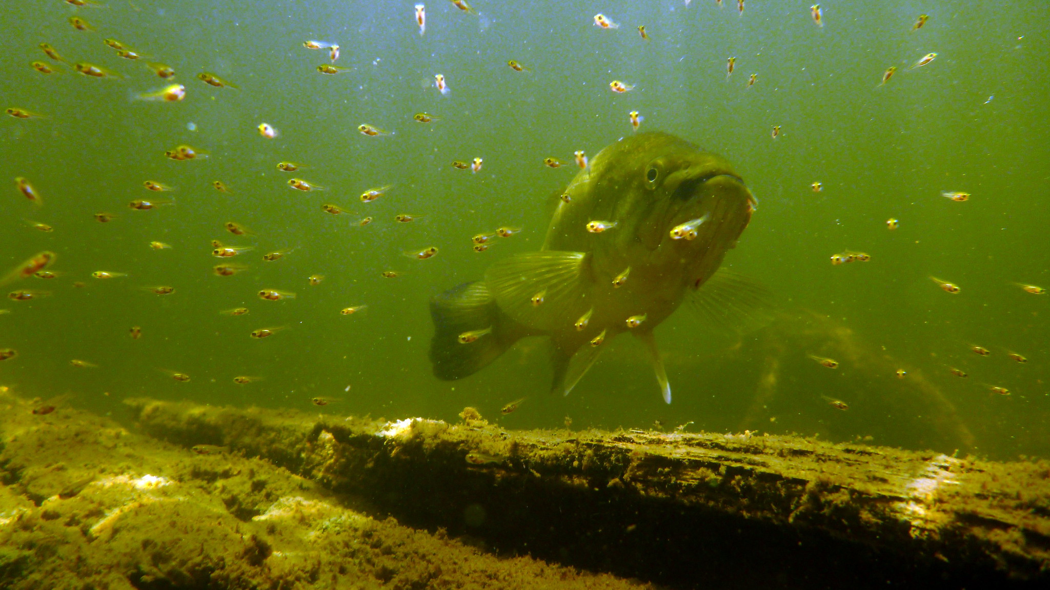 A photo of bass fry underwater.
