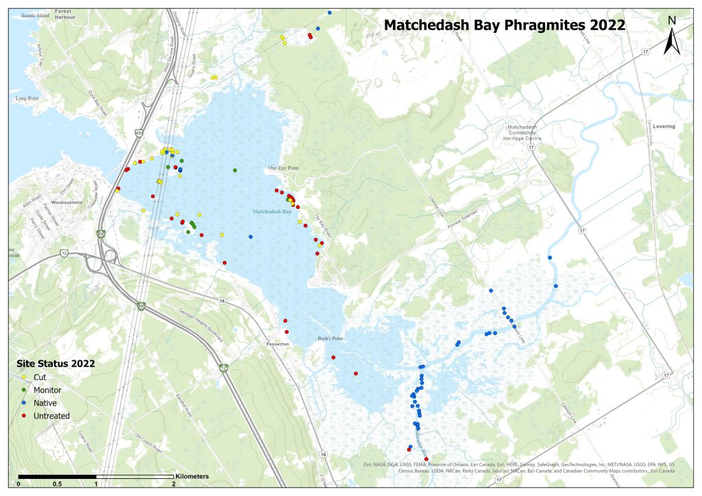 A map showing Matchedash Bay Phragmites in 2022.