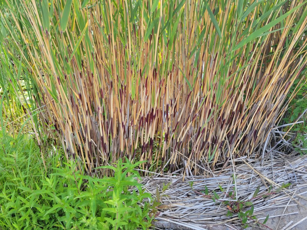 Native Phragmites stems feel smooth and have strong red colouring on the stalks.