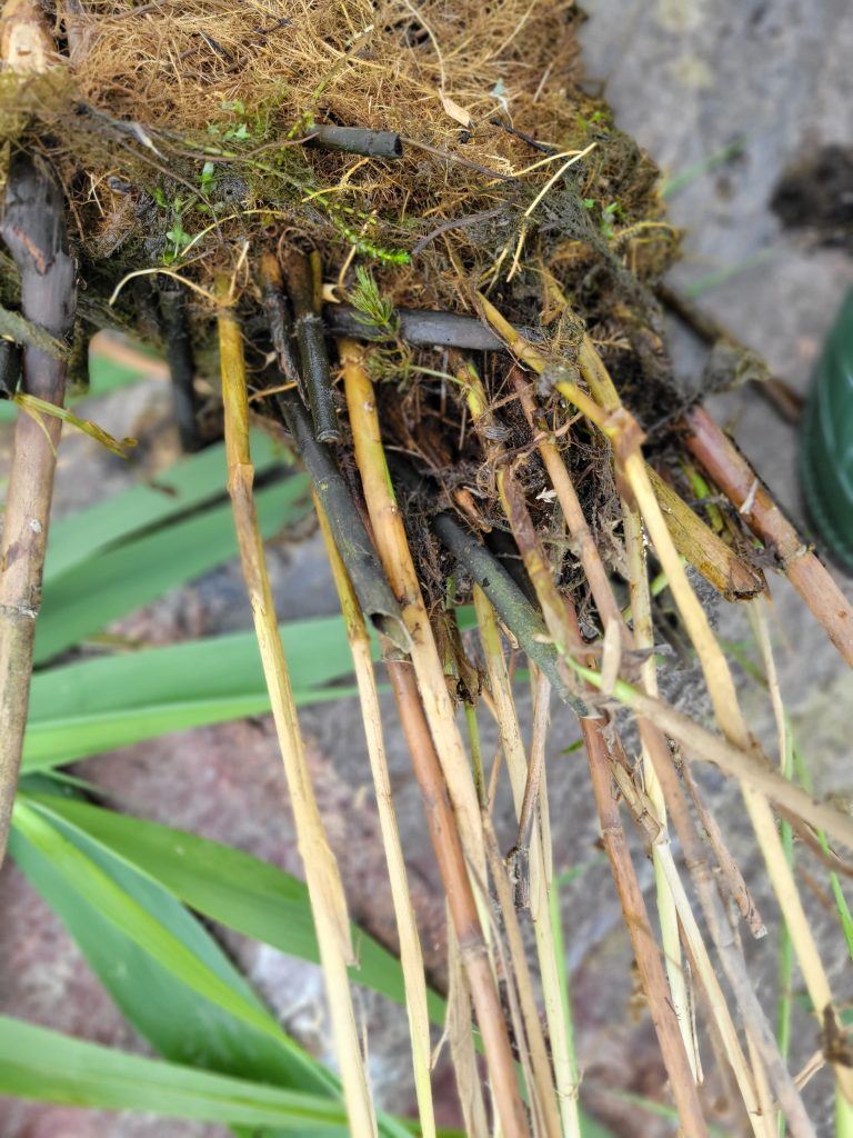 Invasive Phragmites australis stems feel rough and are beige.