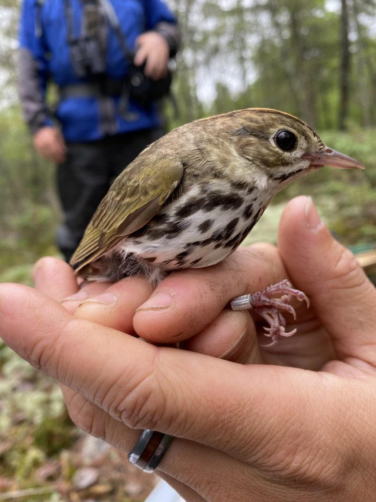 Ovenbirds are one of many species being studied using Motus towers in eastern Georgian Bay.