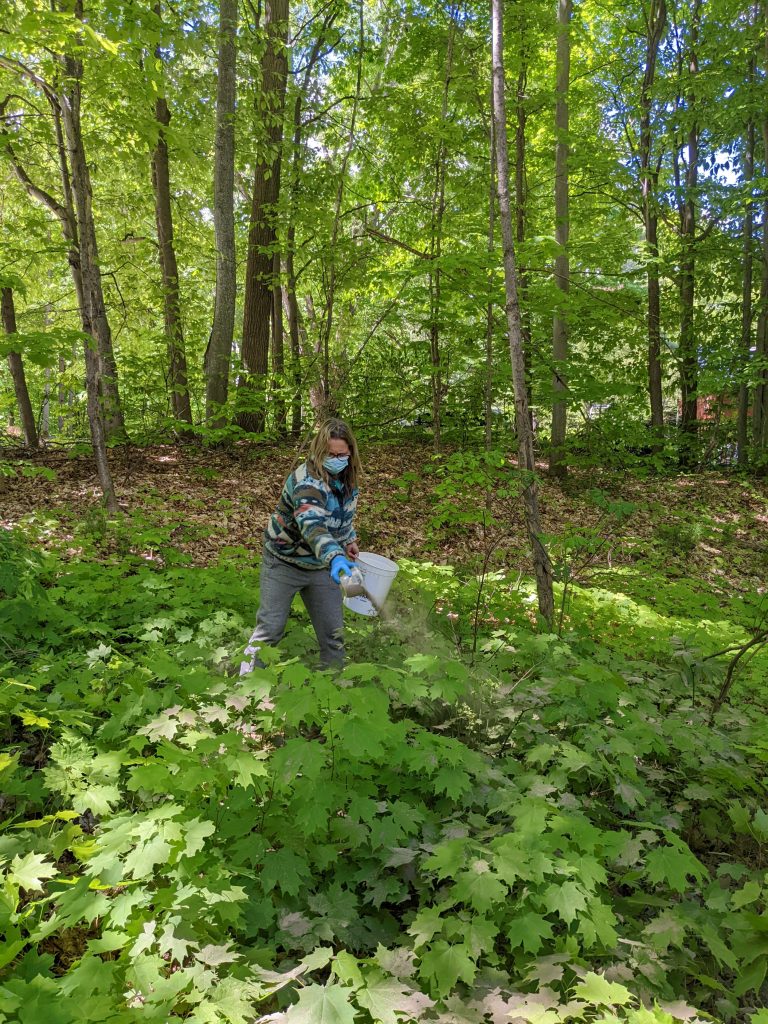 A volunteer spreads wood ash over an area with maple saplings.