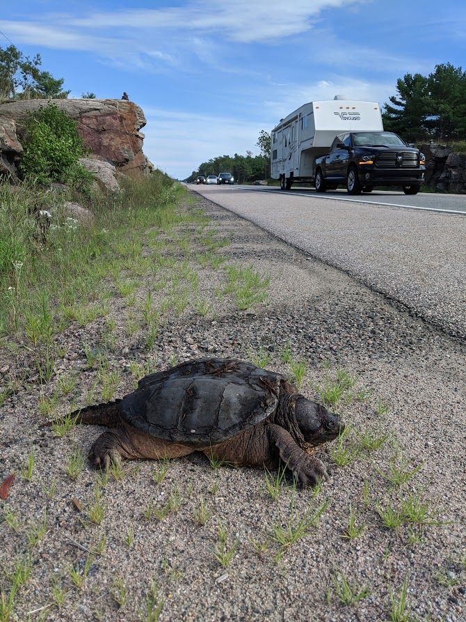 A picture of a turtle at the side of the road.