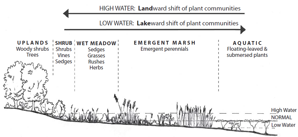 Plant communities shift with fluctuating water levels.