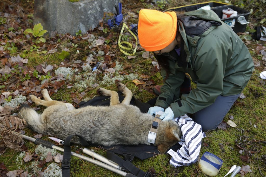 Trent University graduate student Shilah LeFeuvre fixes a GPS radio collar to a captured wolf.