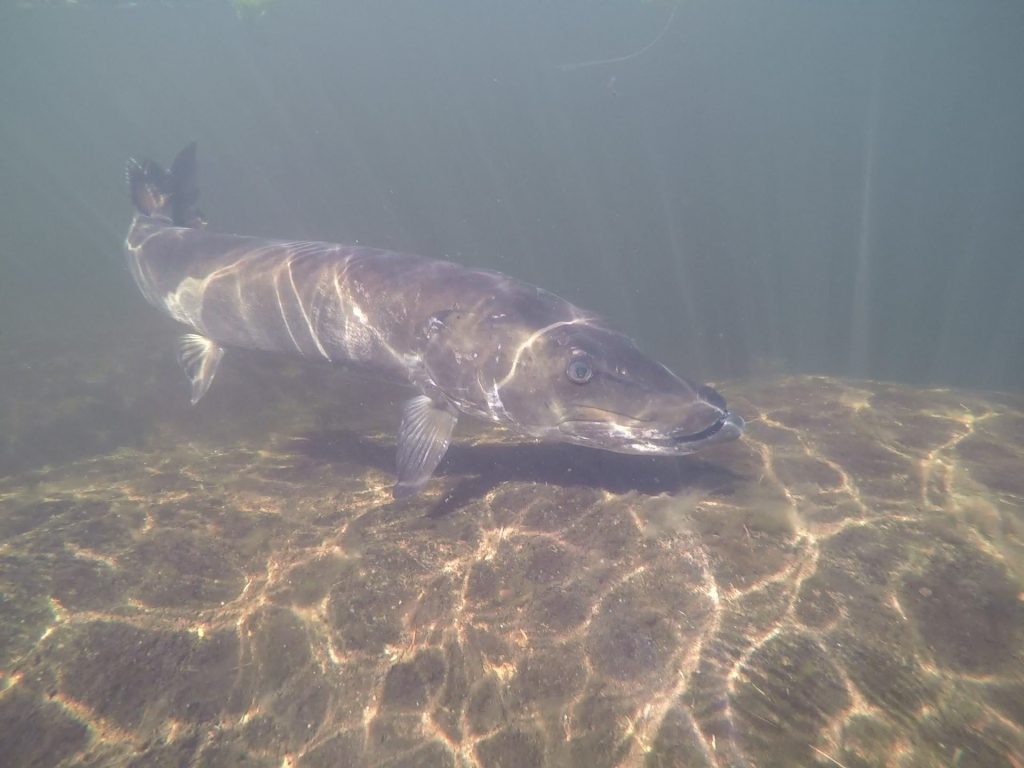 A photo of a Muskellunge in the water.