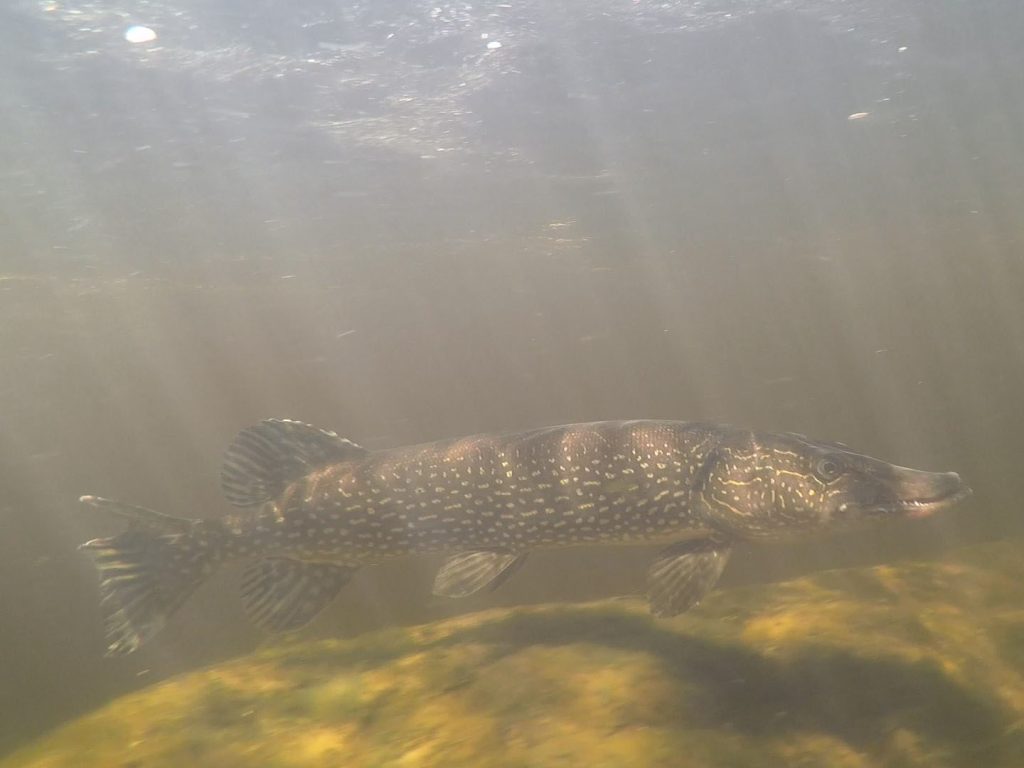 A photo of a northern pike in the water.