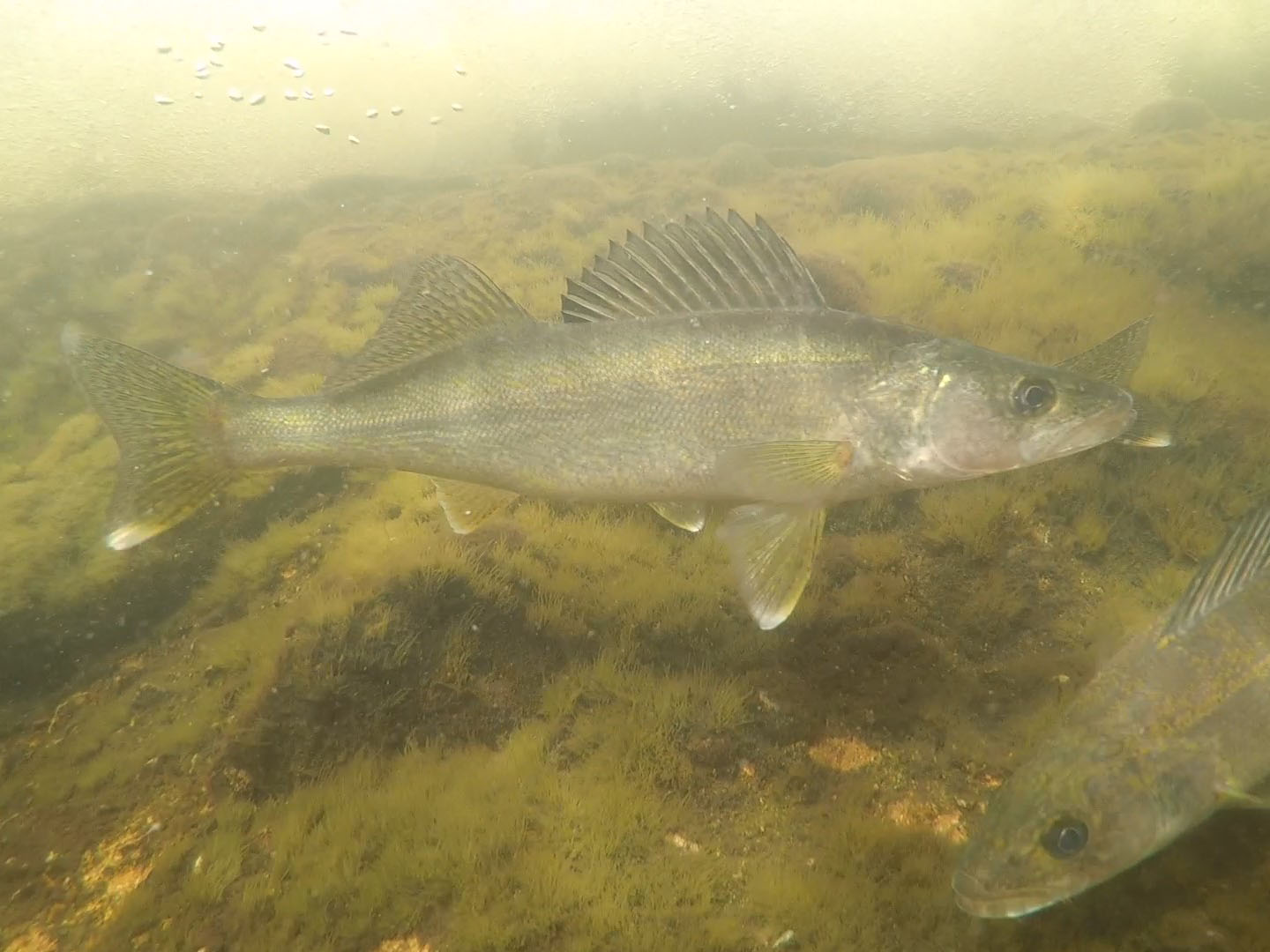 Green Bay grows naturally into one of nation's star walleye fisheries