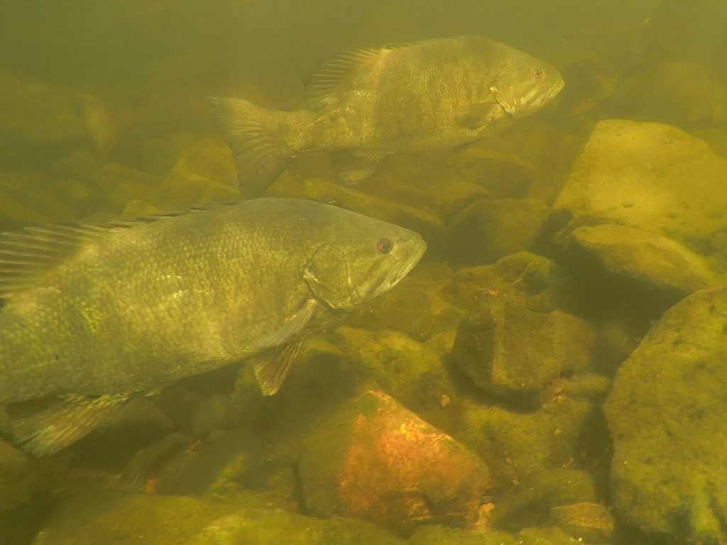 A photo of small mouth bass in the water.