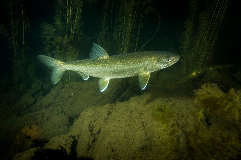 A photo of a lake trout.