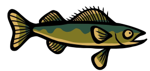 A graphic of a Pickerel.
